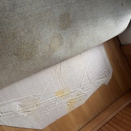Foyer carpet soaked in dog urine.