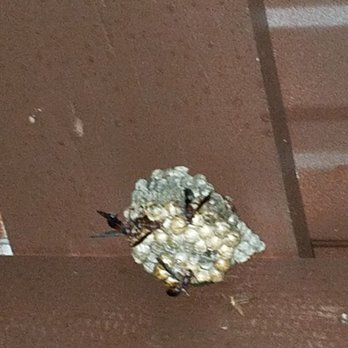 Natural Bridge Cabin Company - 6+ active wasp nests - Vacation Rentals Near Me - Slade, Kentucky Natural Bridge Cabin Company - 6+ active wasp nests - Vacation Rentals Near Me - Slade, Kentucky