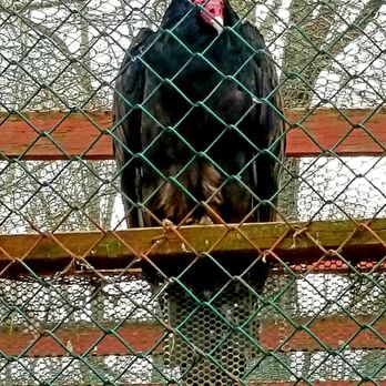 Raptor Trust - Contemplating his autobiography. He's thinking of calling it 'Eat, Prey, Love.' - Zoos Near Me - Millington, New Jersey Raptor Trust - Contemplating his autobiography. He's thinking of calling it 'Eat, Prey, Love.' - Zoos Near Me - Millington, New Jersey