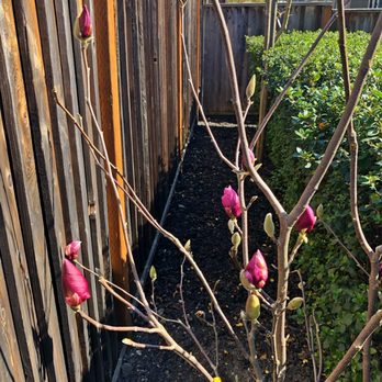 Urban Tree Farm Nursery - Nurseries & Gardening Near Me - Fulton, California
