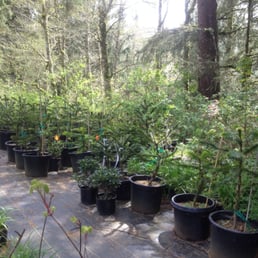 A few Monkey Puzzle Trees at Monkey Business 101