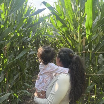 Lane Farms - Corn maze - Fruits & Veggies Near Me - Santa Barbara, California