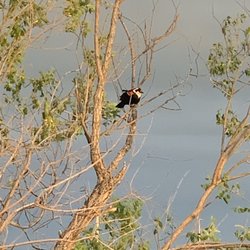 Belvidere East / Exit 170 KOA - Bird watching while sitting outside
