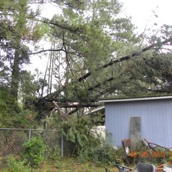 Eaddy's Tree Specialists - All the small limbs have been taken down, its just the big trunks left up there.
