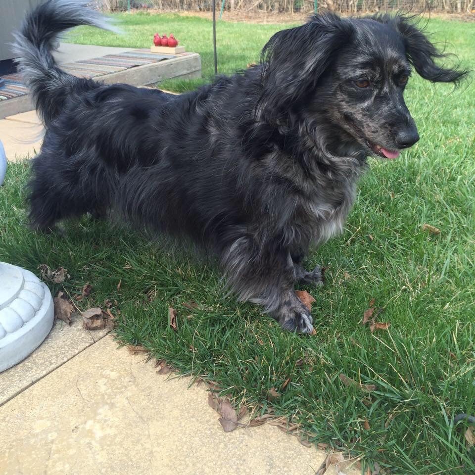 Wags & Kisses Pet Sitting - pet boarding facility in Carol Stream, IL