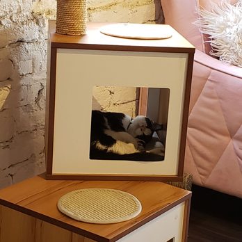 Pounce Cat Cafe - Pet Adoption Near Me - Charleston, South Carolina