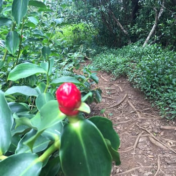 Okolehao Trail - Many wild plants and animals - Hiking Near Me - Hanalei, Hawaii