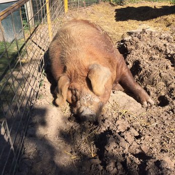 Mulberry Lane Farm - My spirit animal. - Pumpkin Patches Near Me - Hilbert, Wisconsin
