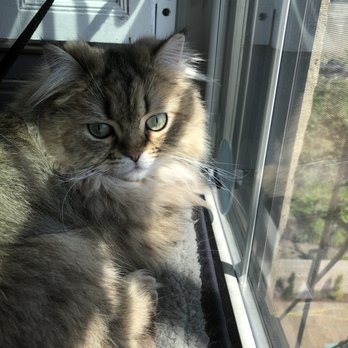 MR. CAT - Mishka feeling squeaky clean post-groom - Pet Groomers Near Me