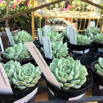 Parkview Nursery - Canyon Crest - Nurseries & Gardening Near Me - Riverside, California Parkview Nursery - Canyon Crest - Nurseries & Gardening Near Me - Riverside, California