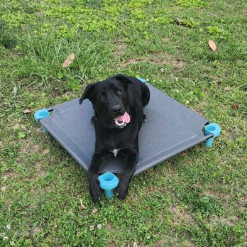 Beardy and the Beast K9 Development - Pet Training Near Me