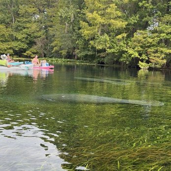 Discovery Kayak and Sup - Manatee family - Rafting/Kayaking Near Me - Silver Springs, FL, Florida