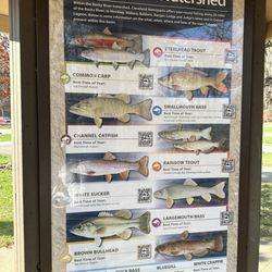 Hinckley Lake Boathouse - This is new, different fish in the Rocky Tiver Watershed