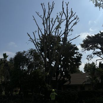 Valencia's Tree Service - Tree Services Near Me Valencia's Tree Service - Tree Services Near Me