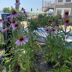 Cannery Wharf Park - Echinacea flowers attract bees