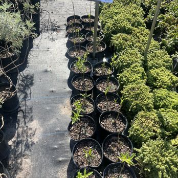 Florida Nursery Mart - Florida native milkweed - Landscaping Near Me - Davie, Florida Florida Nursery Mart - Florida native milkweed - Landscaping Near Me - Davie, Florida