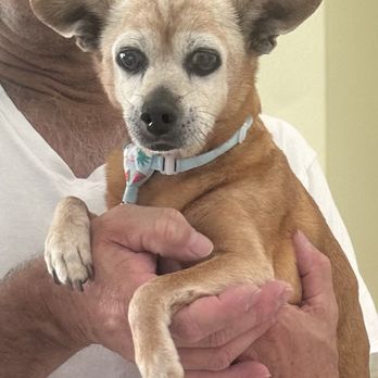 Natomas Veterinary Hospital - Max - Veterinarians Near Me - Sacramento, California Natomas Veterinary Hospital - Max - Veterinarians Near Me - Sacramento, California