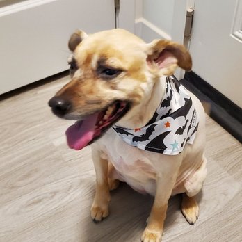 PetSmart - Willow!! Thank you Missy!! - Pet Stores Near Me - Morrisville, North Carolina PetSmart - Willow!! Thank you Missy!! - Pet Stores Near Me - Morrisville, North Carolina