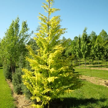 Fieldstone Nursery - Gold Rush Dawn Redwood - Nurseries & Gardening Near Me - Parkton, Maryland Fieldstone Nursery - Gold Rush Dawn Redwood - Nurseries & Gardening Near Me - Parkton, Maryland