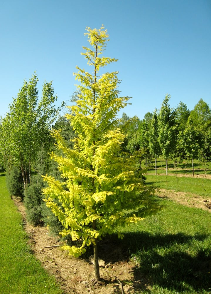 FIELDSTONE NURSERY 26 Photos 19316 Middletown Rd, Parkton, MD Yelp