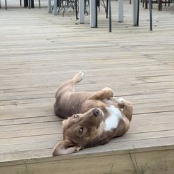 Urlice Vineyards - Dog who lives on the vineyard