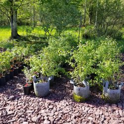 Bear Creek Organics