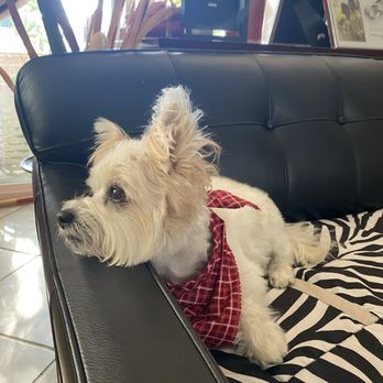 Fluff Dog Grooming - Pet Groomers Near Me - San Leandro, California Fluff Dog Grooming - Pet Groomers Near Me - San Leandro, California