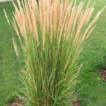 Wood Designs Landscaping - Karl Foerster Feather Reed Grass - always a great choice! - Landscaping Near Me - Cortez, Colorado Wood Designs Landscaping - Karl Foerster Feather Reed Grass - always a great choice! - Landscaping Near Me - Cortez, Colorado