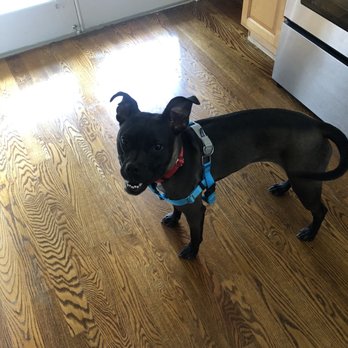 Lifeline Animal Project - Sayso getting ready for a walk - Animal Shelters Near Me - Atlanta, Georgia Lifeline Animal Project - Sayso getting ready for a walk - Animal Shelters Near Me - Atlanta, Georgia