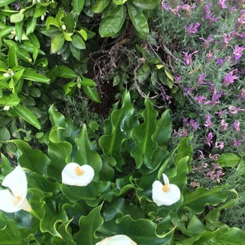 Flower Farm Cafe - Flowers - Coffee & Tea Near Me - Loomis, California Flower Farm Cafe - Flowers - Coffee & Tea Near Me - Loomis, California