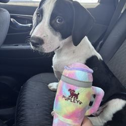 Saving Grace Animals For Adoption - A black and white puppy with a rainbow tog toy Stanley cup held in front.