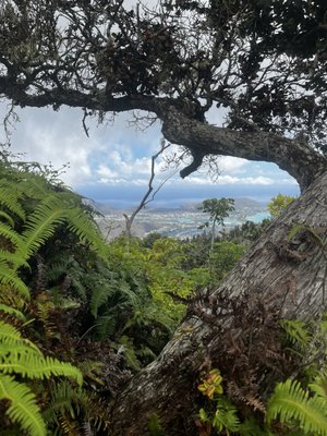 Kuli'ou'ou Valley Trail by null