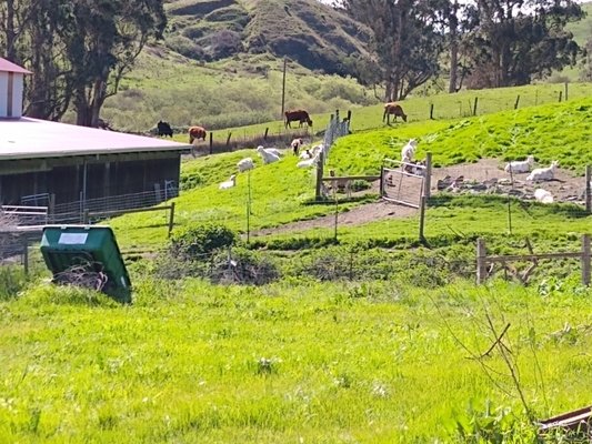 Toluma Farms & Tomales Farmstead Creamery by null