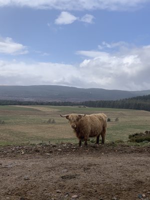 Rothiemurchus by null