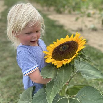 Spencer Farm - Sunflower for size reference! - Pick Your Own Farms Near Me - Noblesville, Indiana Spencer Farm - Sunflower for size reference! - Pick Your Own Farms Near Me - Noblesville, Indiana