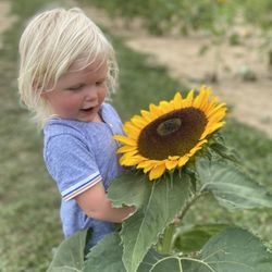 Spencer Farm - Sunflower for size reference!