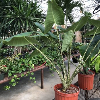 Plantkeeper - Nurseries & Gardening Near Me - Dallas, Texas Plantkeeper - Nurseries & Gardening Near Me - Dallas, Texas