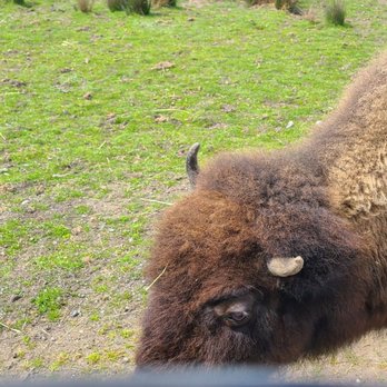 Olympic Game Farm - Zoos Near Me - Sequim, Washington Olympic Game Farm - Zoos Near Me - Sequim, Washington