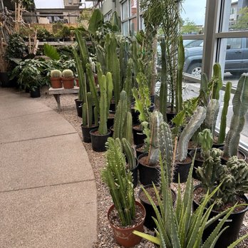 Cactus & Tropicals - Nurseries & Gardening Near Me - Draper, Utah Cactus & Tropicals - Nurseries & Gardening Near Me - Draper, Utah
