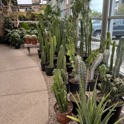 Cactus & Tropicals