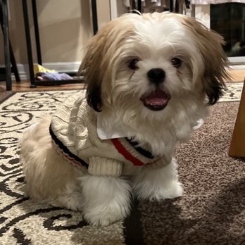 Pet Station - Pet Groomers Near Me - Newcastle, Washington