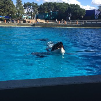 Dine With Orcas - Buffets Near Me - San Diego, California Dine With Orcas - Buffets Near Me - San Diego, California