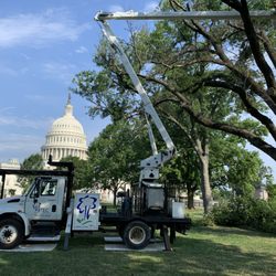 RTEC Treecare - RTEC crew removing a hazardous tree at the US Capitol: Tree Removal