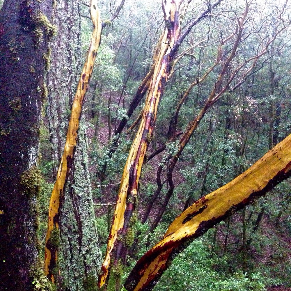 Skeggs Point - Hiking Near Me - Woodside, California Skeggs Point - Hiking Near Me - Woodside, California