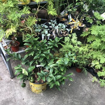 Vault + Vine - Many beautiful plants - Flowers & Gifts Near Me - Philadelphia, Pennsylvania Vault + Vine - Many beautiful plants - Flowers & Gifts Near Me - Philadelphia, Pennsylvania