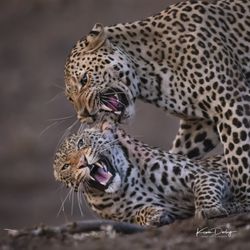 Idube Photo Safaris