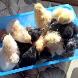 Newly hatched wheaten and black copper chicks