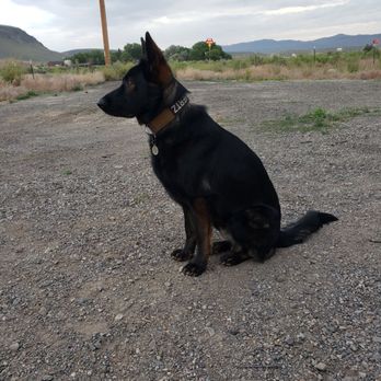 SentinelHarts German Shepherds - 15months - Pets Near Me SentinelHarts German Shepherds - 15months - Pets Near Me