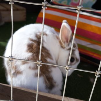 Ostrichland USA - They even have bunnies! - Attraction Farms Near Me - Solvang, California Ostrichland USA - They even have bunnies! - Attraction Farms Near Me - Solvang, California