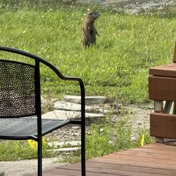 They've got a nice patio area and this guy was watching lol